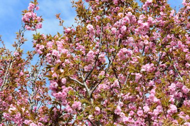 Bahçede büyüyen pembe çiçekli güzel bir ağaç.