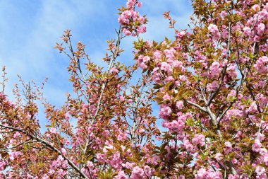 Bahçede büyüyen pembe çiçekli güzel bir ağaç.