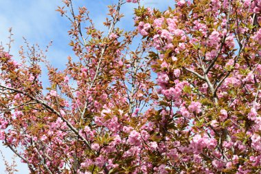 Bahçede büyüyen pembe çiçekli güzel bir ağaç.