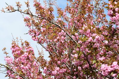 Bahçede büyüyen pembe çiçekli güzel bir ağaç.