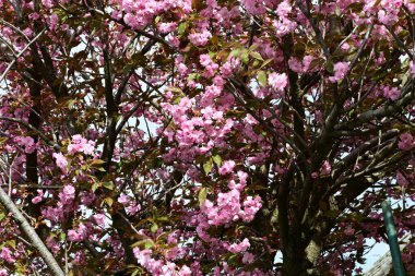 Bahçede büyüyen pembe çiçekli güzel bir ağaç.