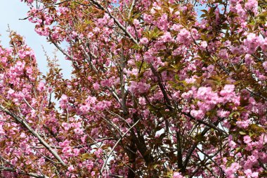 Bahçede büyüyen pembe çiçekli güzel bir ağaç.