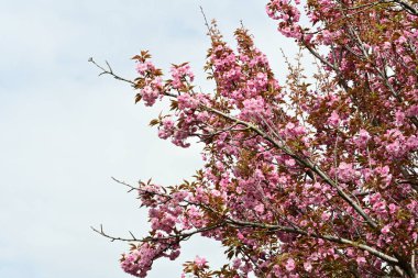 Bahçede büyüyen pembe çiçekli güzel bir ağaç.