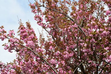Bahçede büyüyen pembe çiçekli güzel bir ağaç.