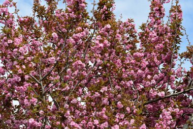 Bahçede büyüyen pembe çiçekli güzel bir ağaç.