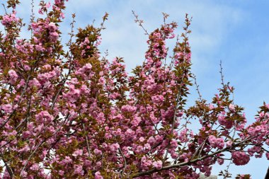 Bahçede büyüyen pembe çiçekli güzel bir ağaç.