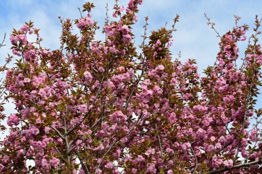 Bahçede büyüyen pembe çiçekli güzel bir ağaç.