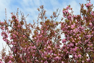 Bahçede büyüyen pembe çiçekli güzel bir ağaç.