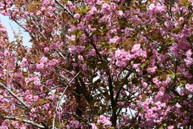 Bahçede büyüyen pembe çiçekli güzel bir ağaç.