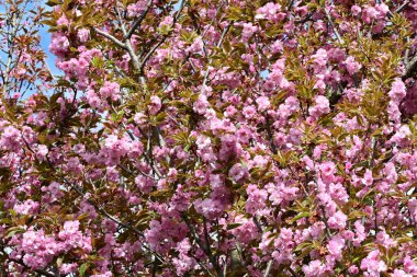 Bahçede büyüyen pembe çiçekli güzel bir ağaç.