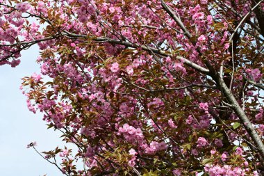 Bahçede büyüyen pembe çiçekli güzel bir ağaç.
