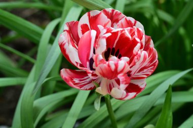 Bahçedeki güzel laleyi kapat. 