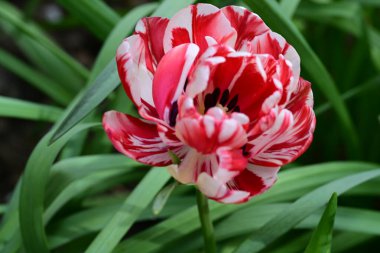 Bahçedeki güzel laleyi kapat. 