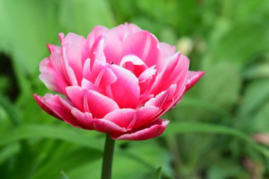 Bahçedeki güzel laleyi kapat. 