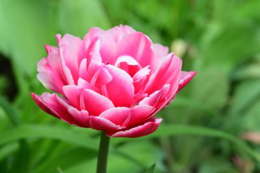 Bahçedeki güzel laleyi kapat. 