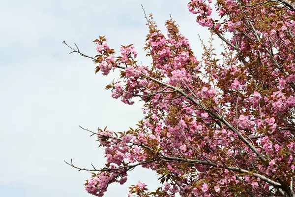 Bahçede büyüyen pembe çiçekli güzel bir ağaç.