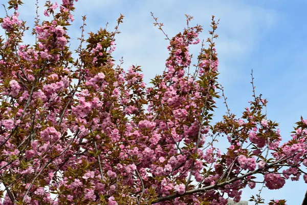 Bahçede büyüyen pembe çiçekli güzel bir ağaç.