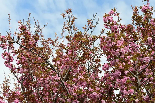 Bahçede büyüyen pembe çiçekli güzel bir ağaç.