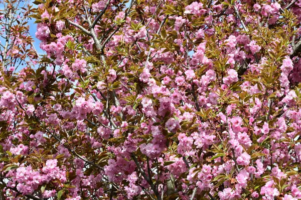 Bahçede büyüyen pembe çiçekli güzel bir ağaç.