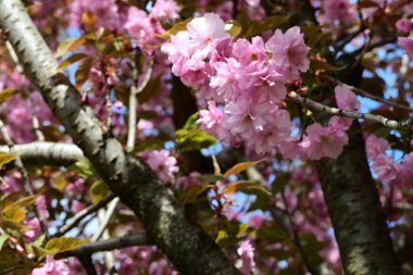 Bahçede büyüyen pembe çiçekli güzel bir ağaç.
