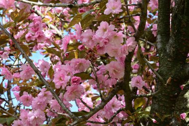 Bahçede büyüyen pembe çiçekli güzel bir ağaç.