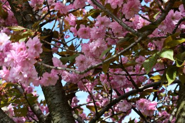 Bahçede büyüyen pembe çiçekli güzel bir ağaç.