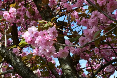 Bahçede büyüyen pembe çiçekli güzel bir ağaç.