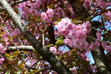 Bahçede büyüyen pembe çiçekli güzel bir ağaç.