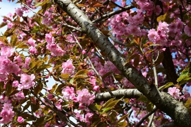 Bahçede büyüyen pembe çiçekli güzel bir ağaç.