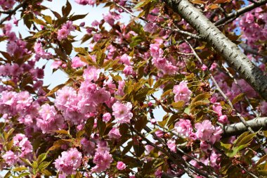 Bahçede büyüyen pembe çiçekli güzel bir ağaç.