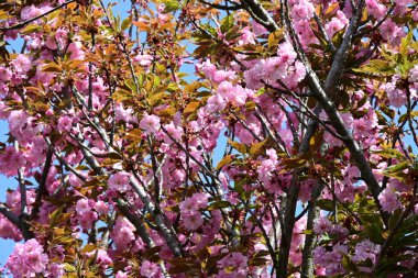 Bahçede büyüyen pembe çiçekli güzel bir ağaç.