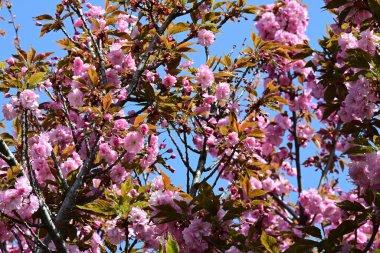 Bahçede büyüyen pembe çiçekli güzel bir ağaç.
