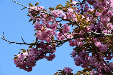 Bahçede büyüyen pembe çiçekli güzel bir ağaç.