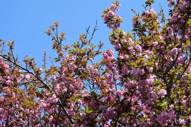 Bahçede büyüyen pembe çiçekli güzel bir ağaç.
