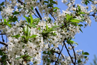 İlkbaharda çiçek açan güzel ağacın manzarasını kapat.