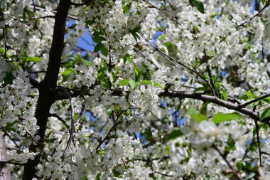 İlkbaharda çiçek açan güzel ağacın manzarasını kapat.