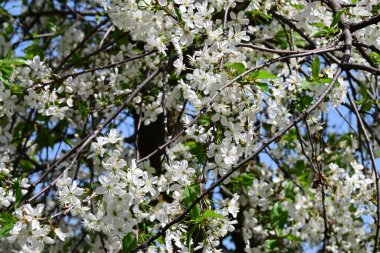 İlkbaharda çiçek açan güzel ağacın manzarasını kapat.