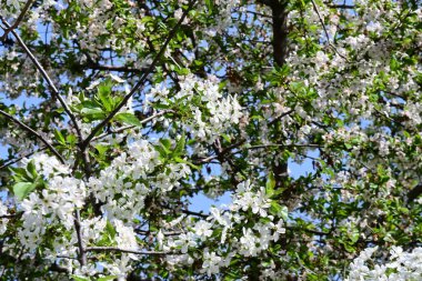 İlkbaharda çiçek açan güzel ağacın manzarasını kapat.