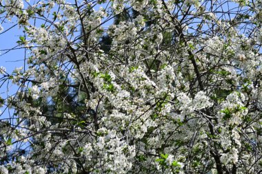 İlkbaharda çiçek açan güzel ağacın manzarasını kapat.
