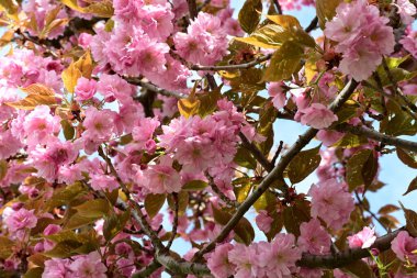 Bahçede büyüyen pembe çiçekli güzel bir ağaç.