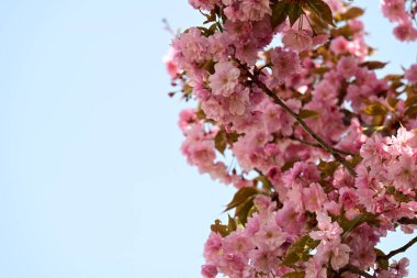 Bahçede büyüyen pembe çiçekli güzel bir ağaç.