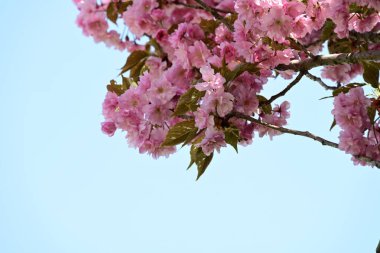 Bahçede büyüyen pembe çiçekli güzel bir ağaç.