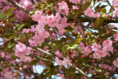 Bahçede büyüyen pembe çiçekli güzel bir ağaç.