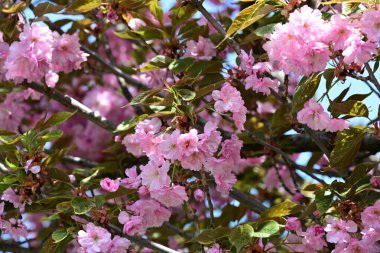 Bahçede büyüyen pembe çiçekli güzel bir ağaç.