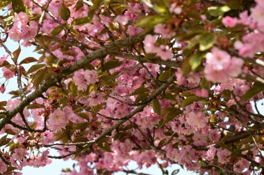 Bahçede büyüyen pembe çiçekli güzel bir ağaç.