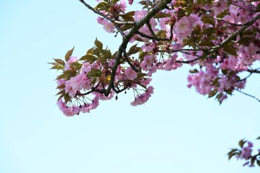 Bahçede büyüyen pembe çiçekli güzel bir ağaç.