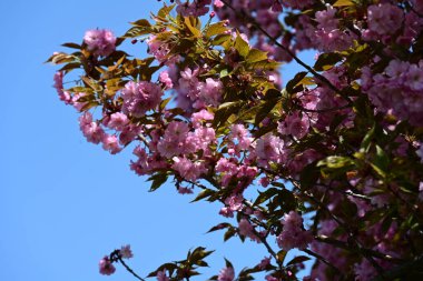 Bahçede büyüyen pembe çiçekli güzel bir ağaç.