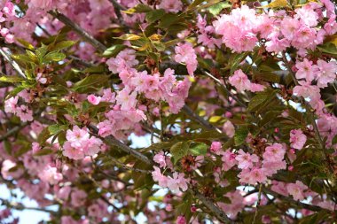 Bahçede büyüyen pembe çiçekli güzel bir ağaç.