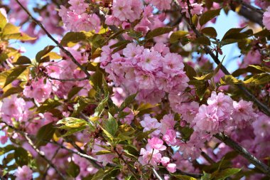 Bahçede büyüyen pembe çiçekli güzel bir ağaç.