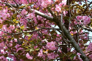 Bahçede büyüyen pembe çiçekli güzel bir ağaç.